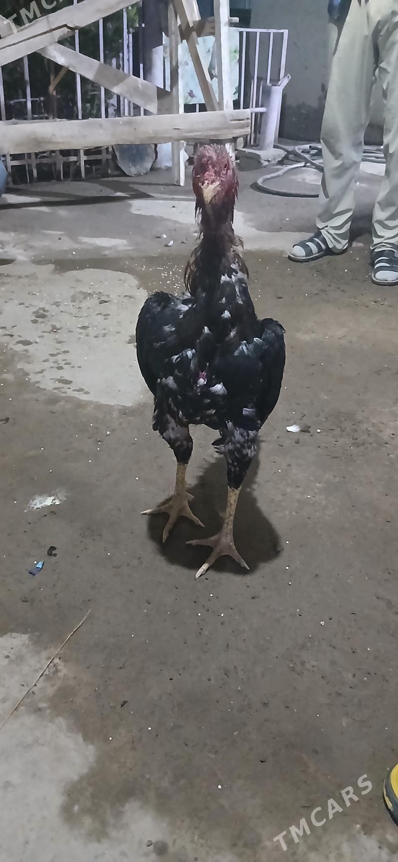 paroda horaz - Дашогуз - img 4