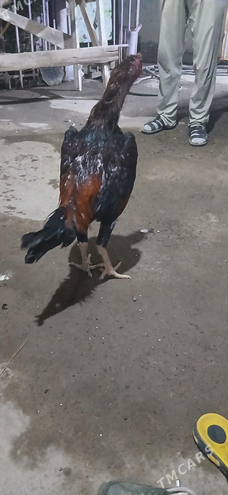 paroda horaz - Дашогуз - img 3