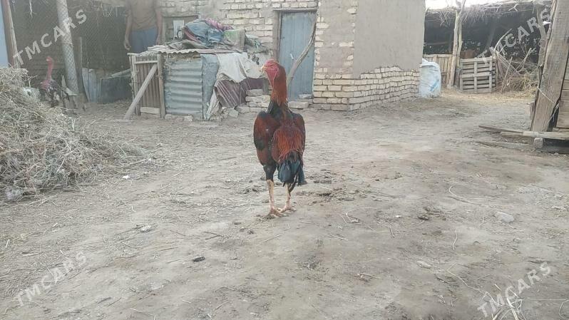 satlyk bayes horaz - Векильбазар - img 1