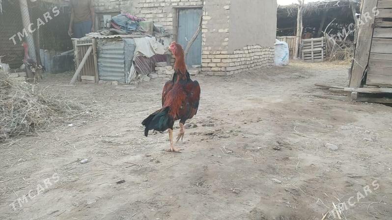 satlyk bayes horaz - Векильбазар - img 2