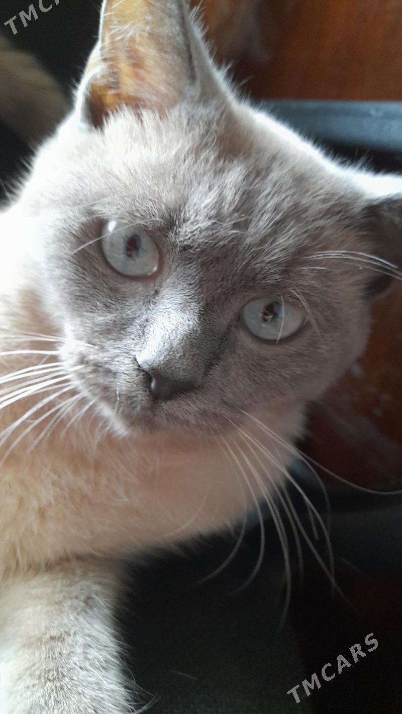 Сиямский Кот - Aşgabat - img 2