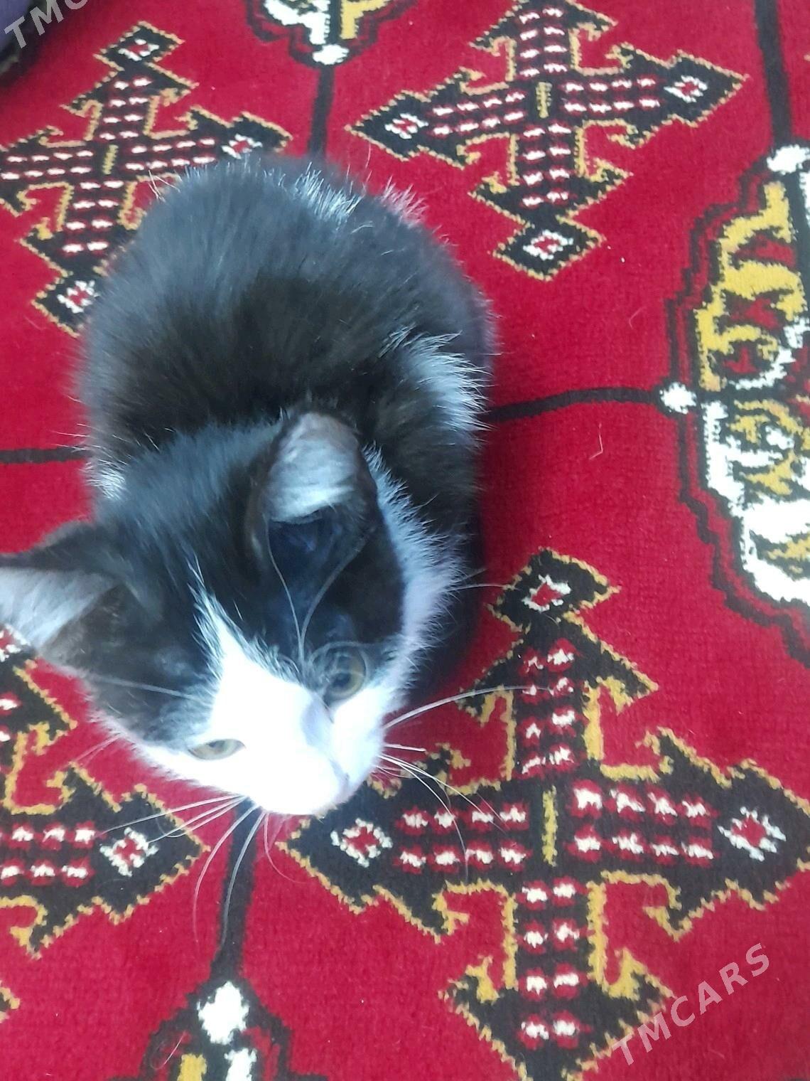 котёнок - Дашогуз - img 2