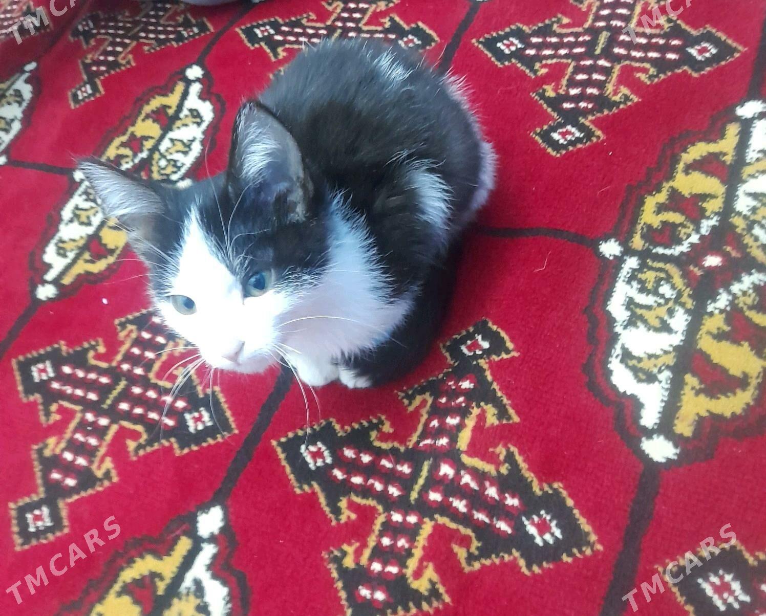 котёнок - Дашогуз - img 1