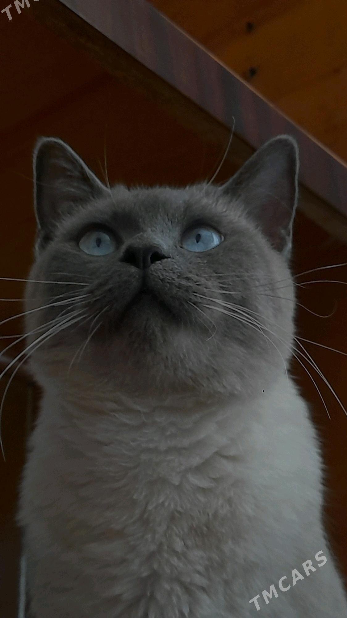 Сиямский Кот - Aşgabat - img 3