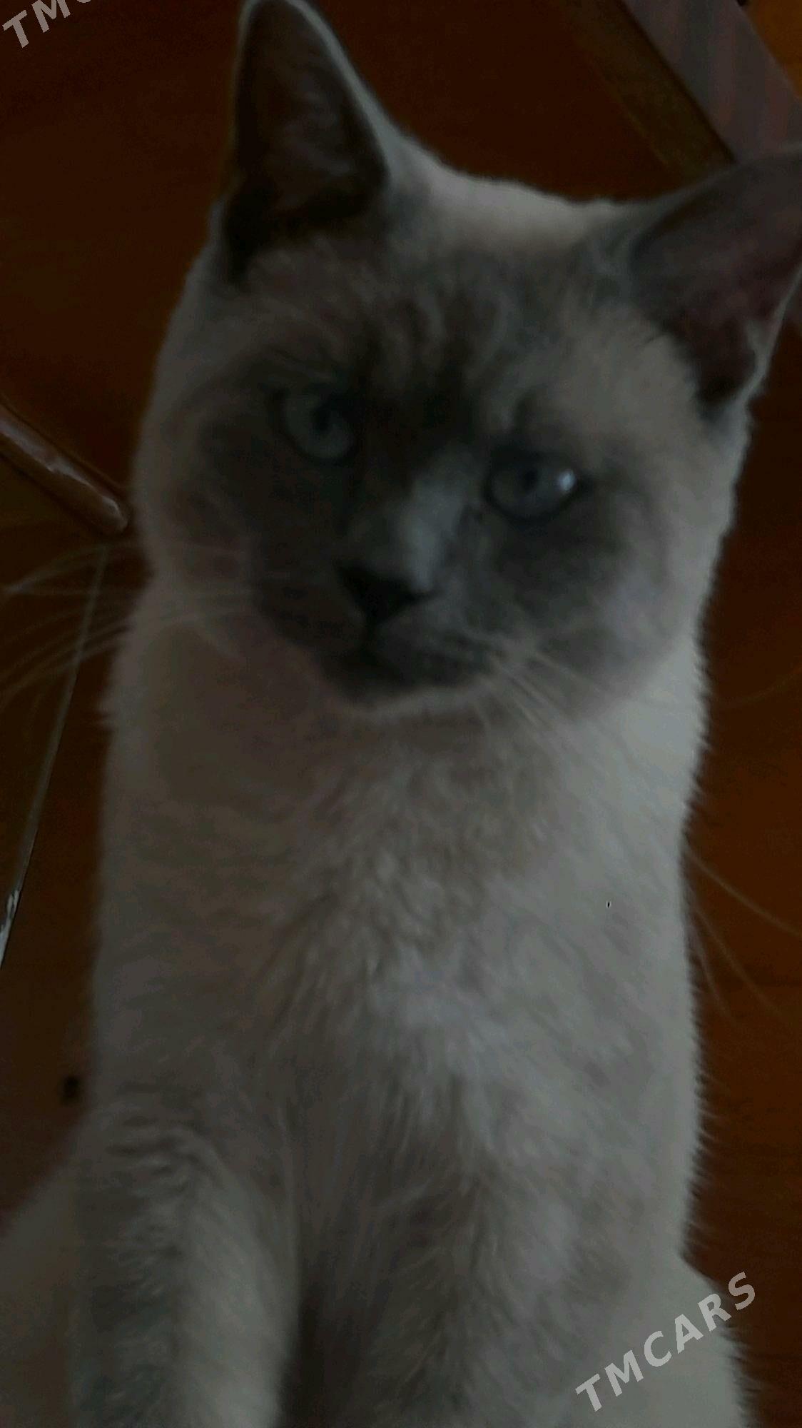 Сиямский Кот - Aşgabat - img 4