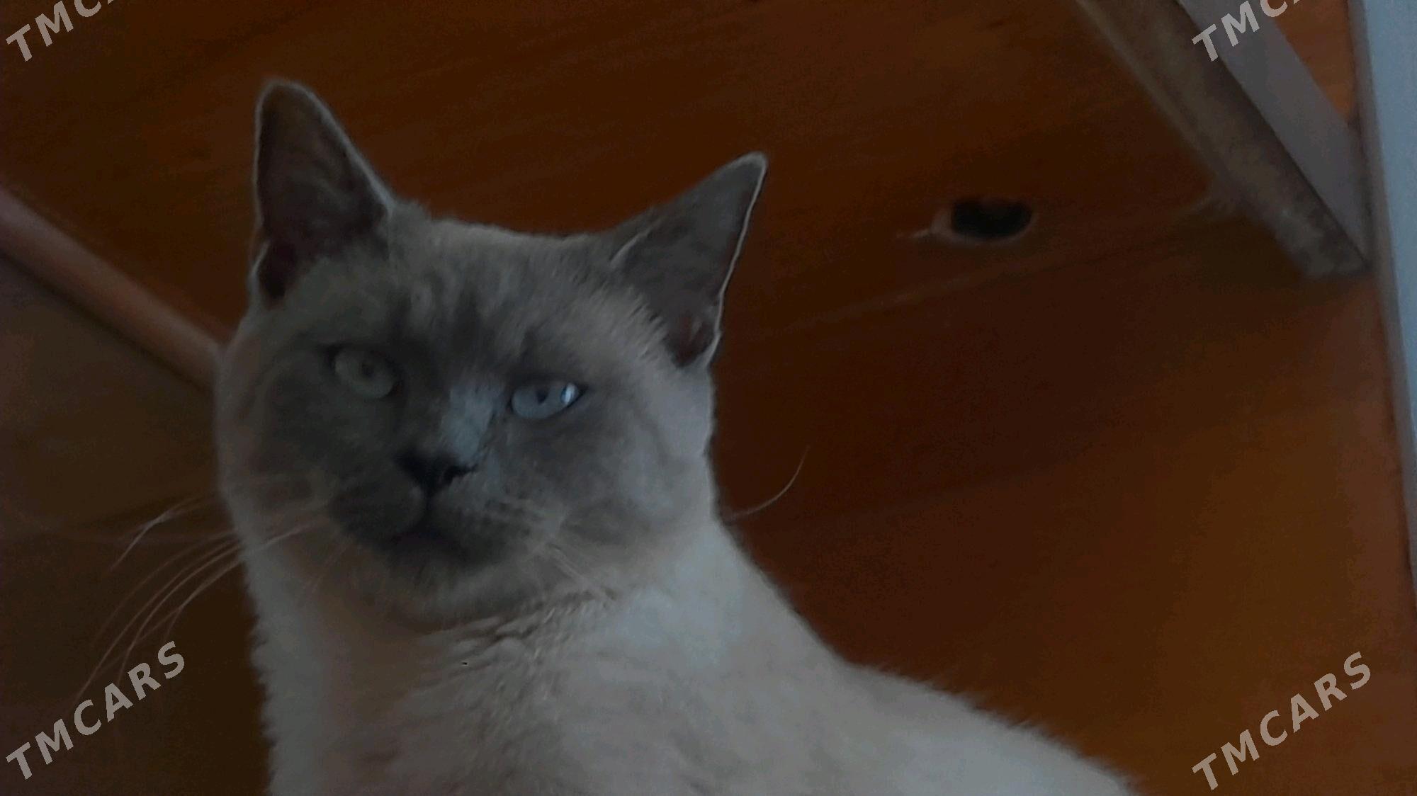 Сиямский Кот - Aşgabat - img 5