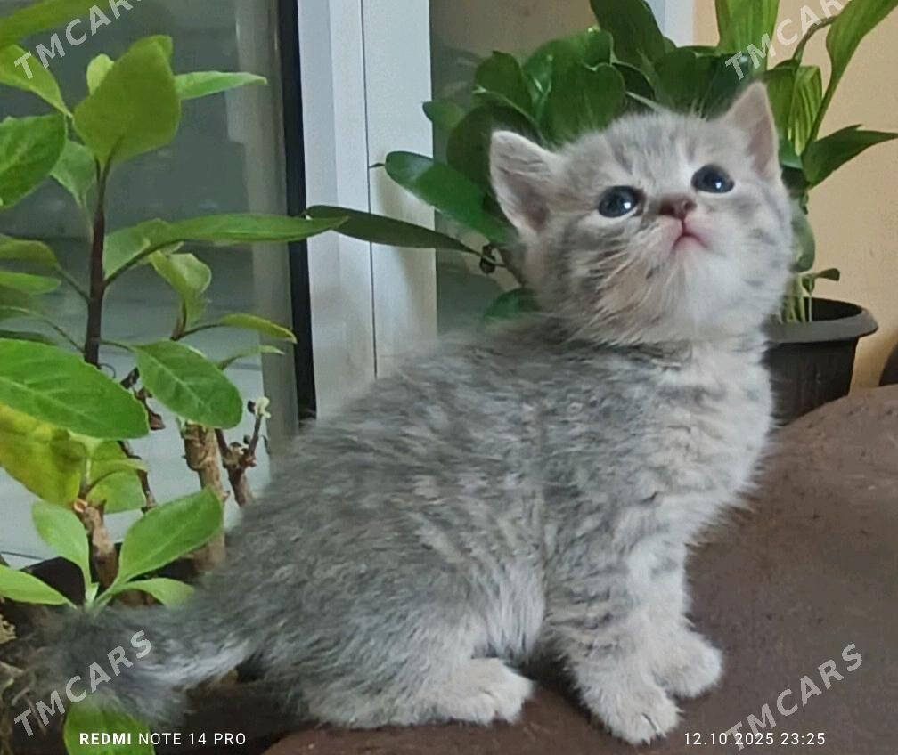 Шотландские котята - Багир - img 1