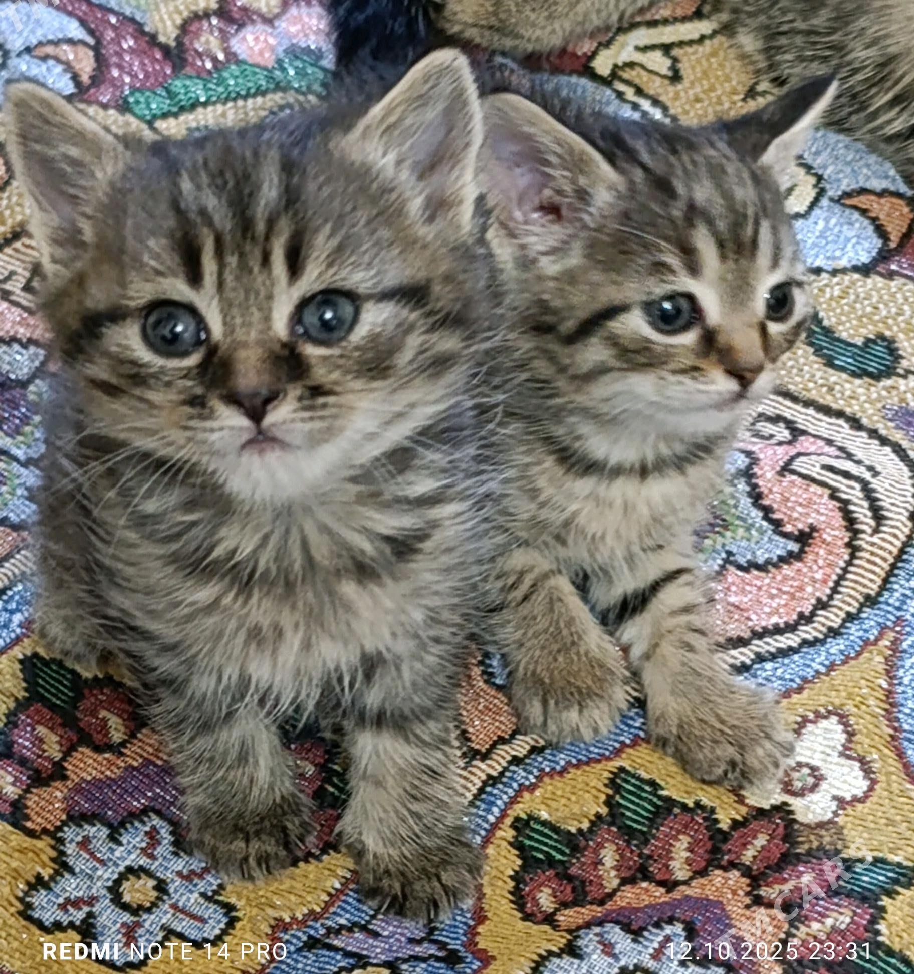 Шотландские котята - Багир - img 2