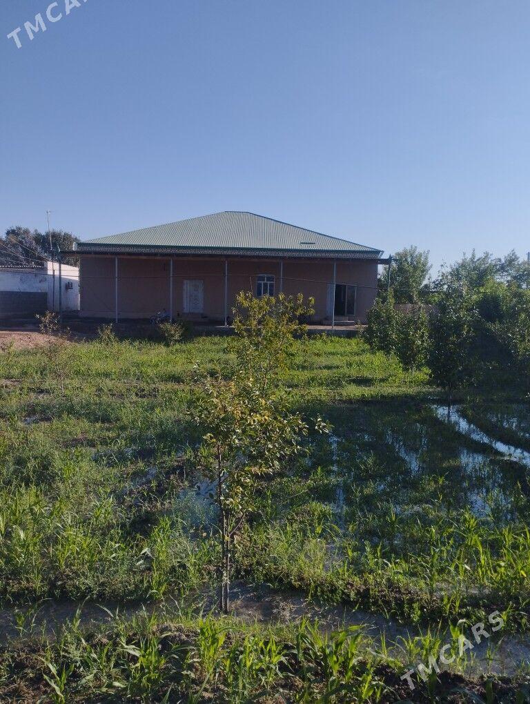 Satlyk jaý - Гороглы (Тагта) - img 1