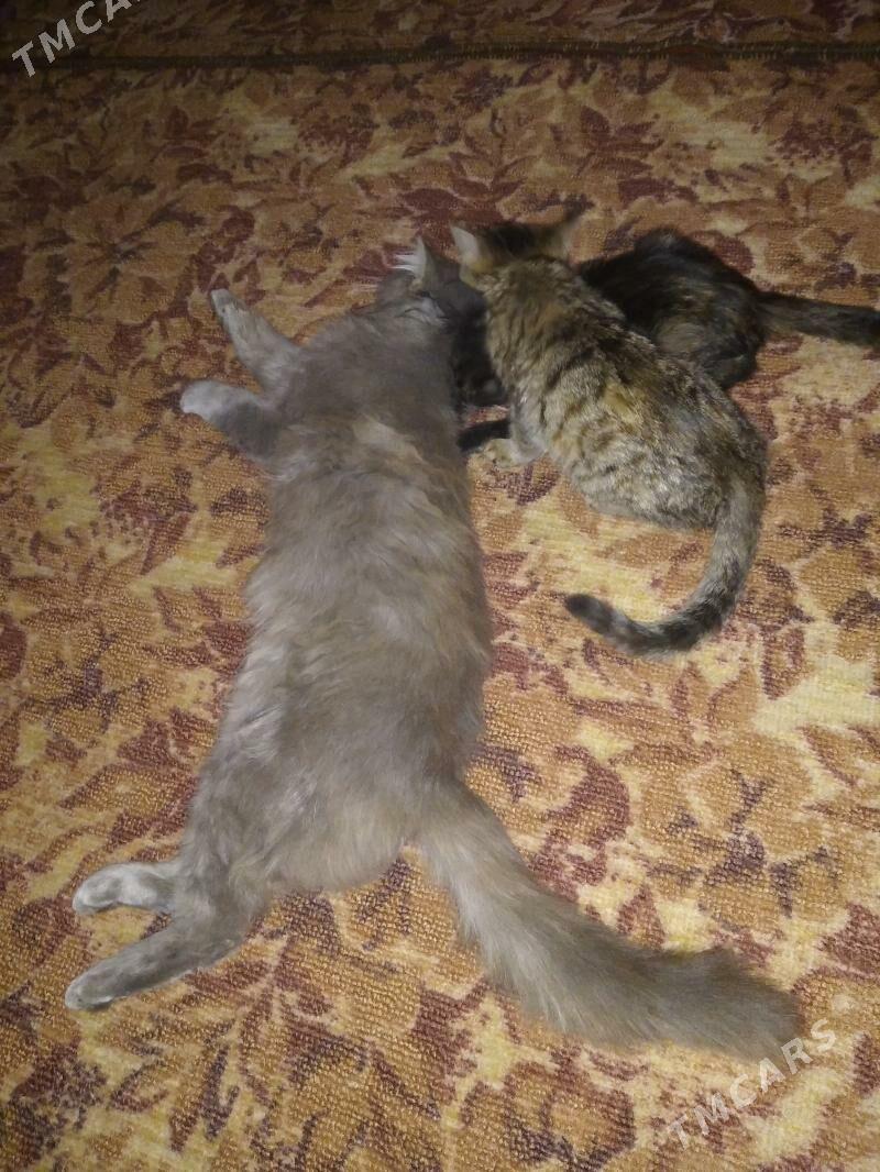 pişijekler, котята - Saýat - img 3
