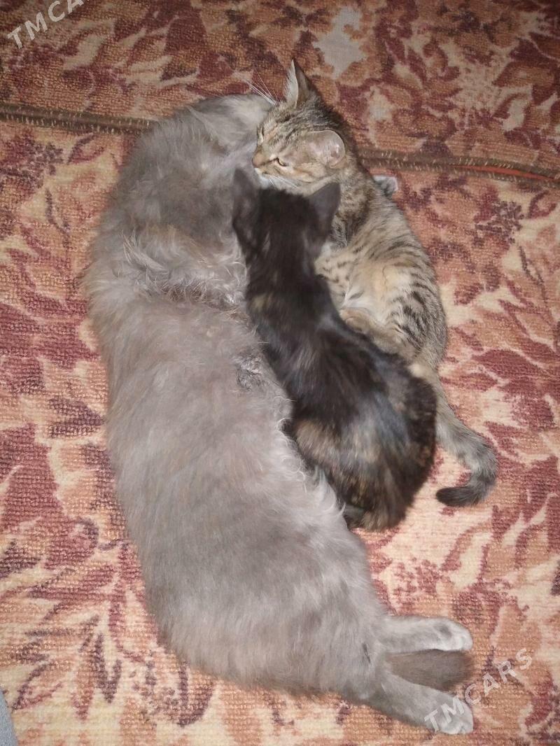 pişijekler, котята - Saýat - img 1