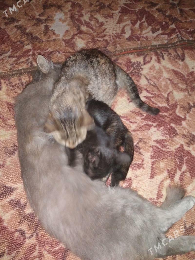 pişijekler, котята - Saýat - img 2