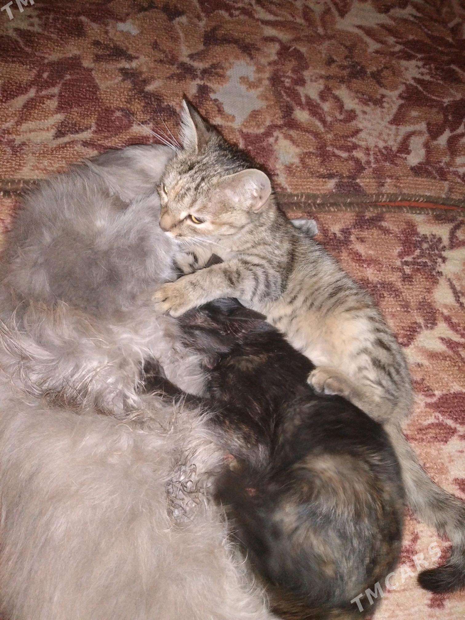 pişijekler, котята - Saýat - img 4