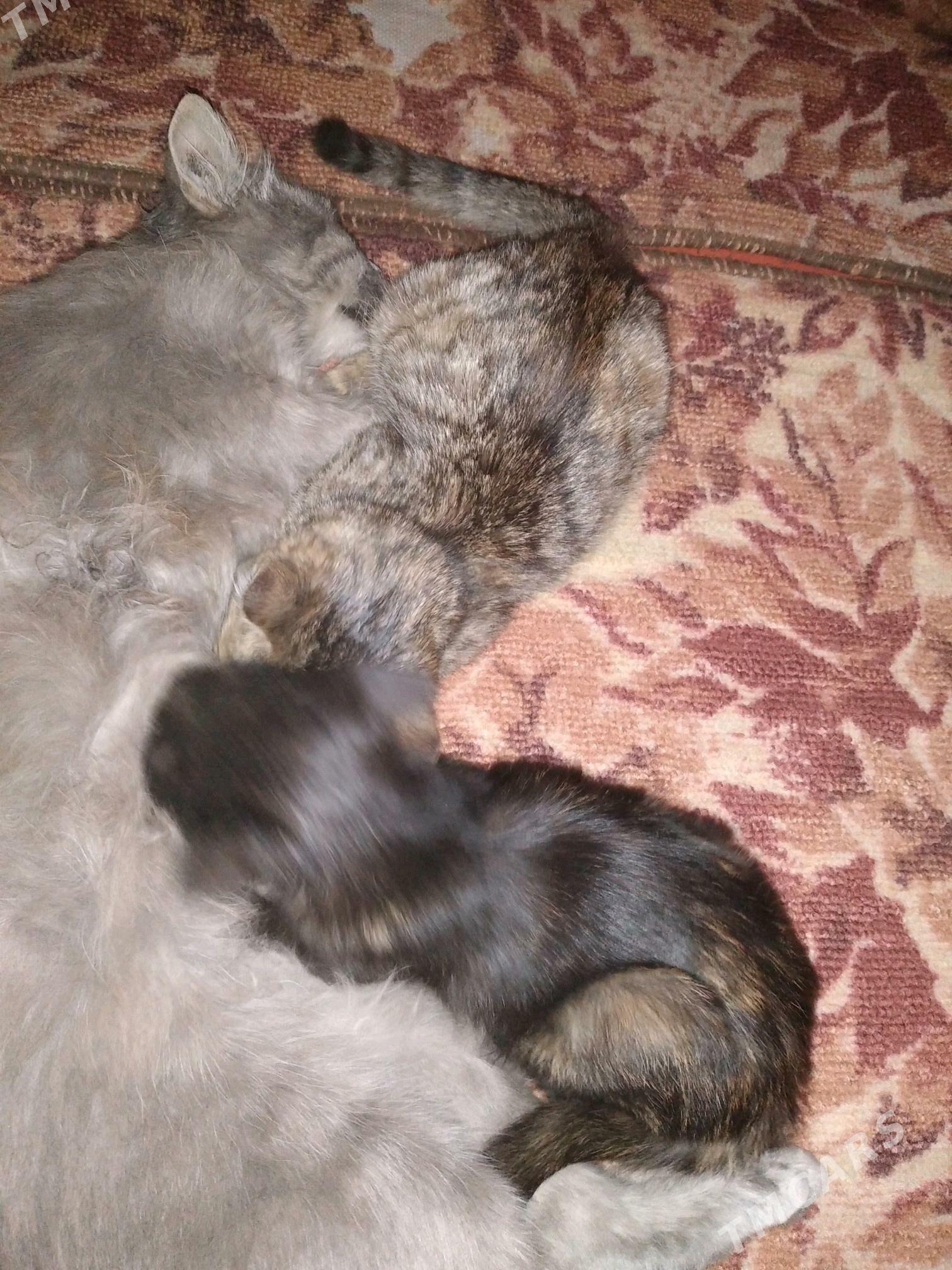 pişijekler, котята - Saýat - img 6