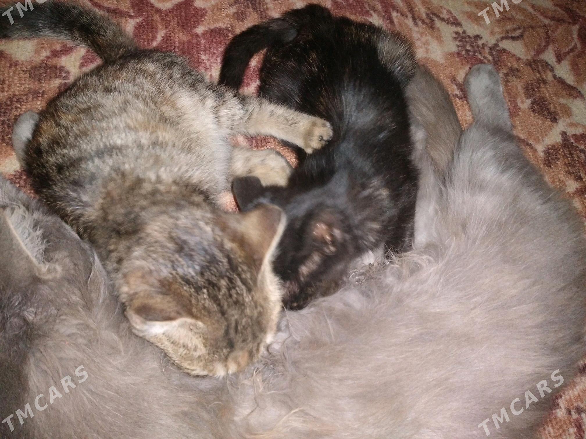 pişijekler, котята - Saýat - img 5