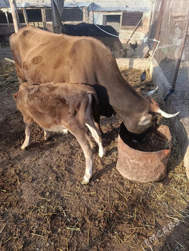 Goleli sygyr - Gyzylarbat - img 2