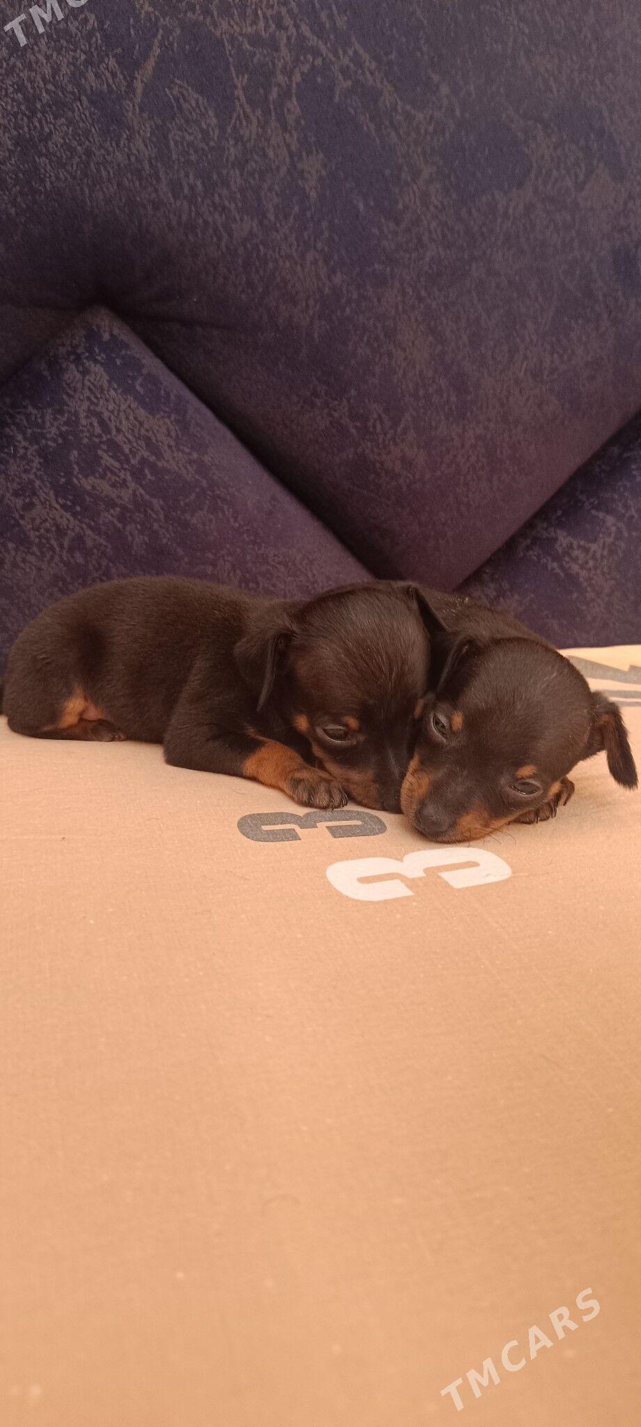 мини пражский крысарик - Гёкдепе - img 6