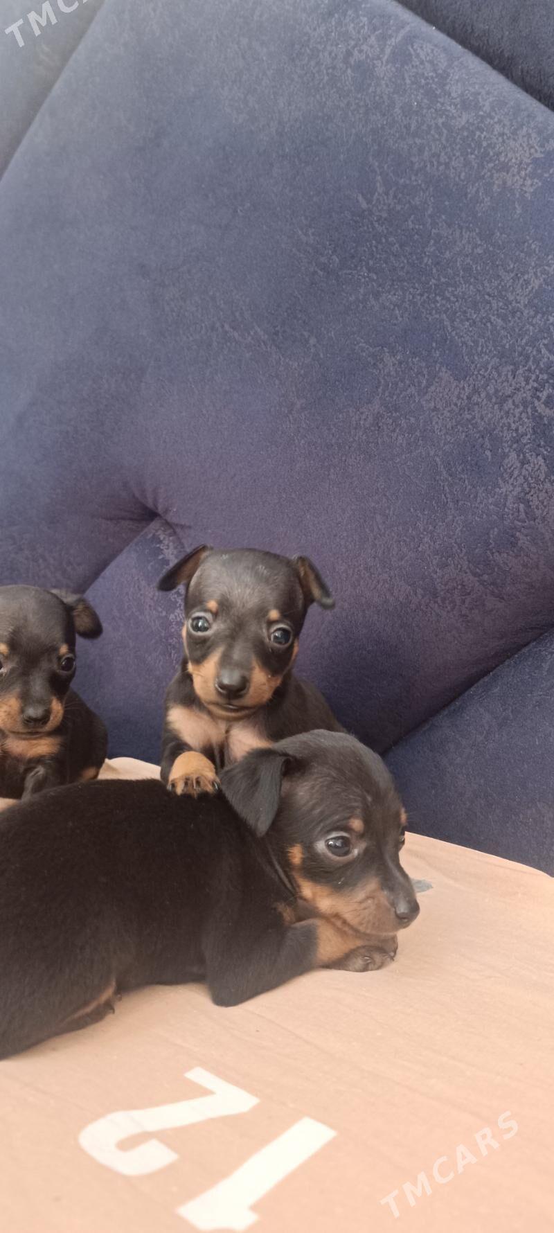 мини пражский крысарик - Гёкдепе - img 1