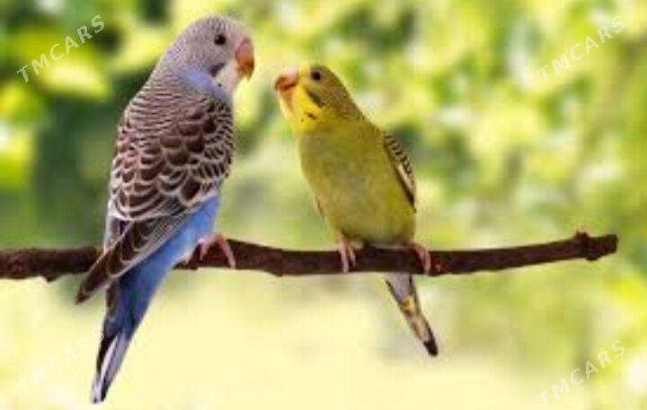 toty gus - Aşgabat - img 4