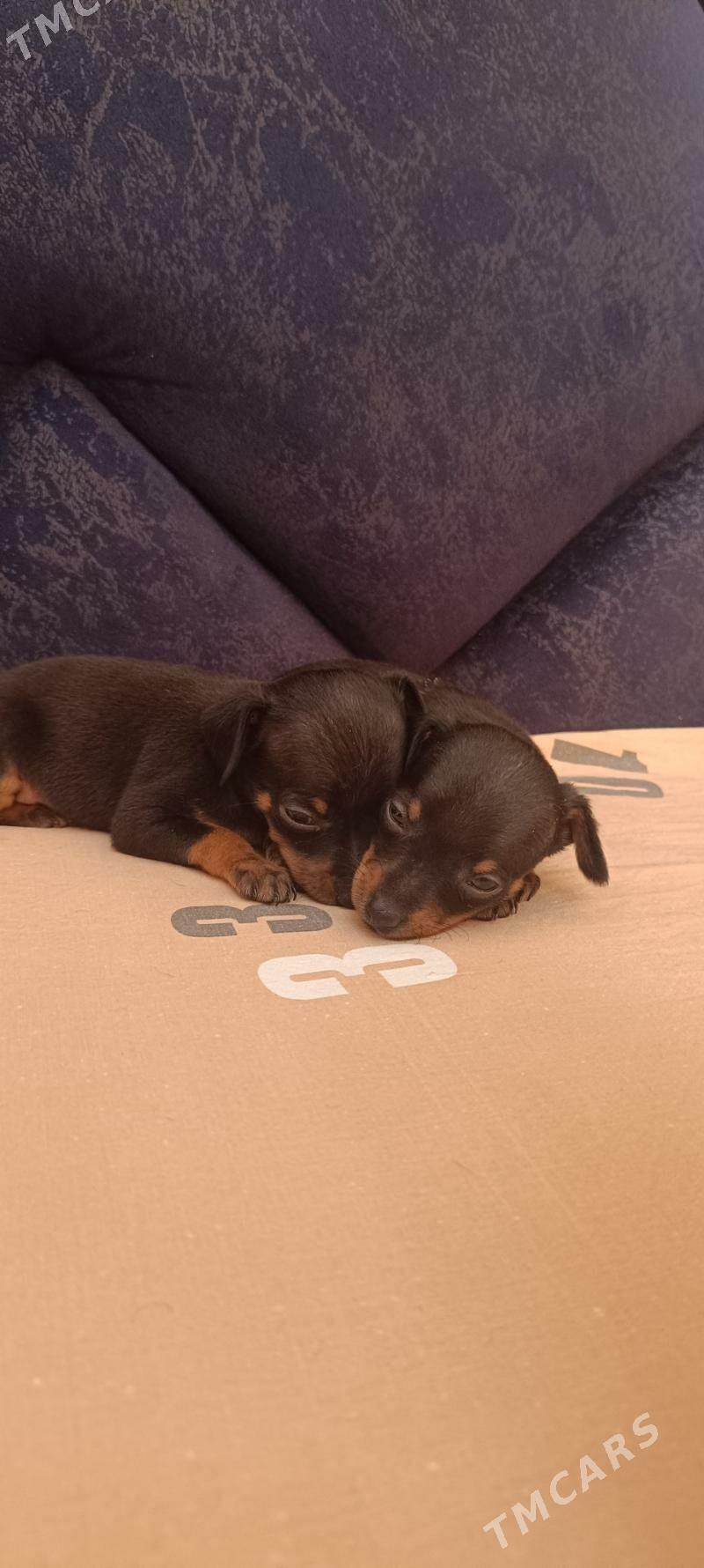 мини пражский крысарик - Гёкдепе - img 2