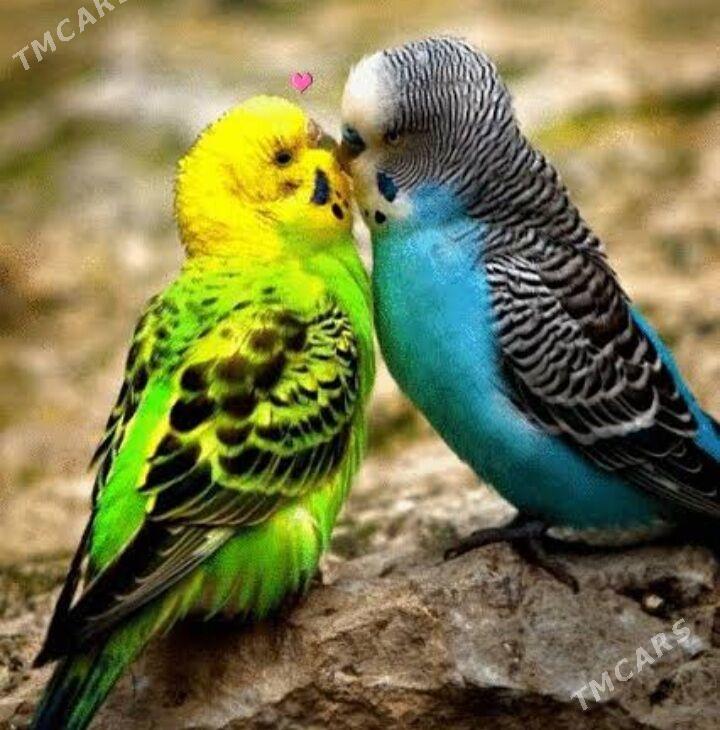 toty gus - Aşgabat - img 6