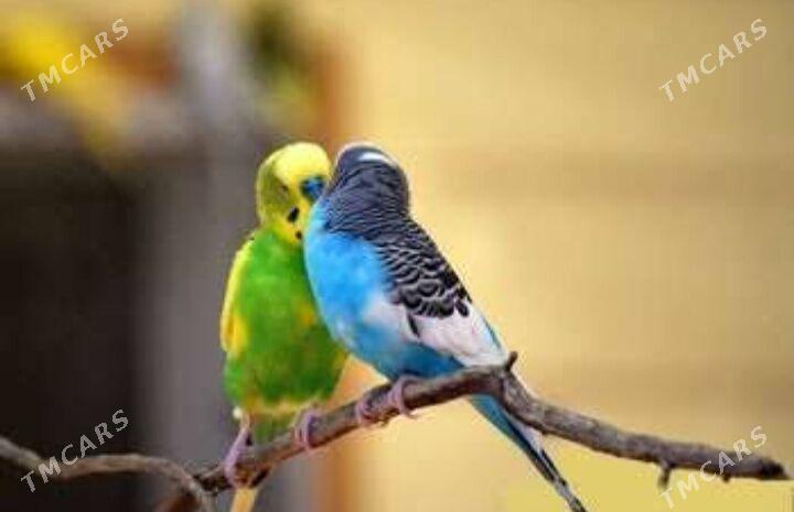 toty gus - Aşgabat - img 3