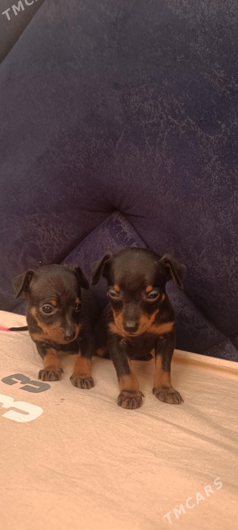 мини пражский крысарик - Гёкдепе - img 5