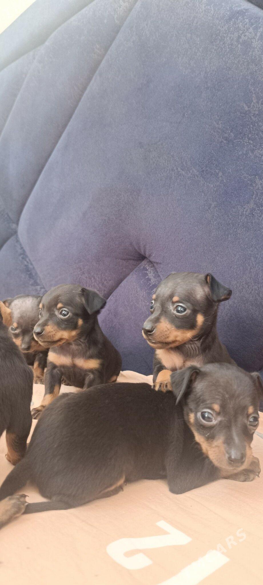 мини пражский крысарик - Гёкдепе - img 4