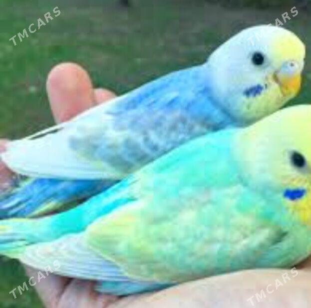 popugay - Ашхабад - img 3