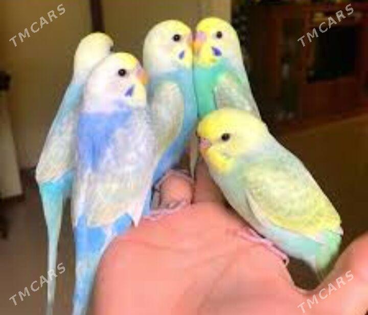 popugay - Ашхабад - img 2