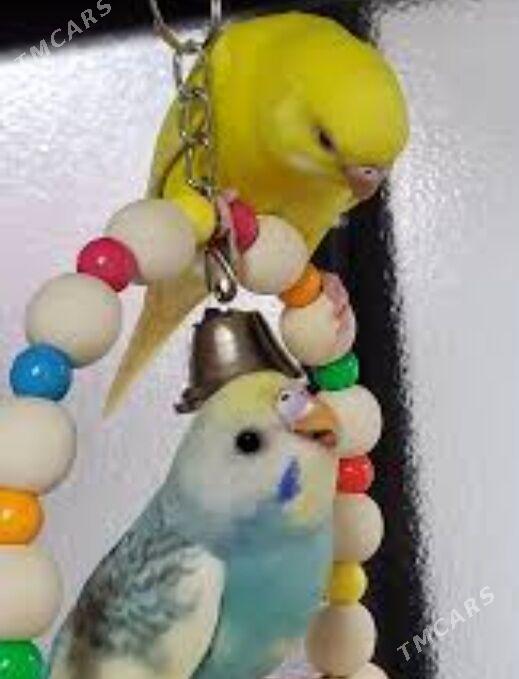 popugay - Ашхабад - img 4