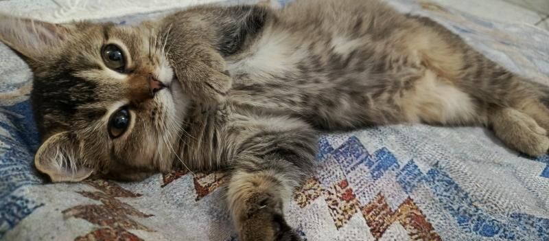 котенок - Ашхабад - img 10