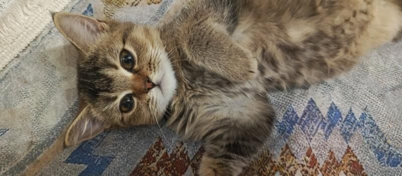 котенок - Ашхабад - img 7