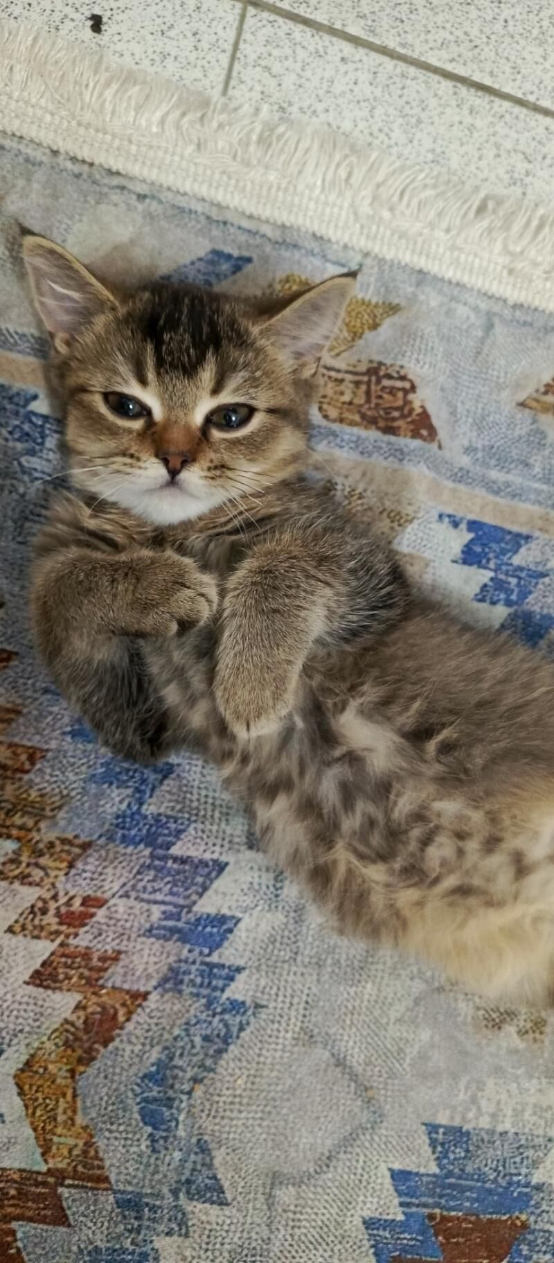 котенок - Ашхабад - img 1