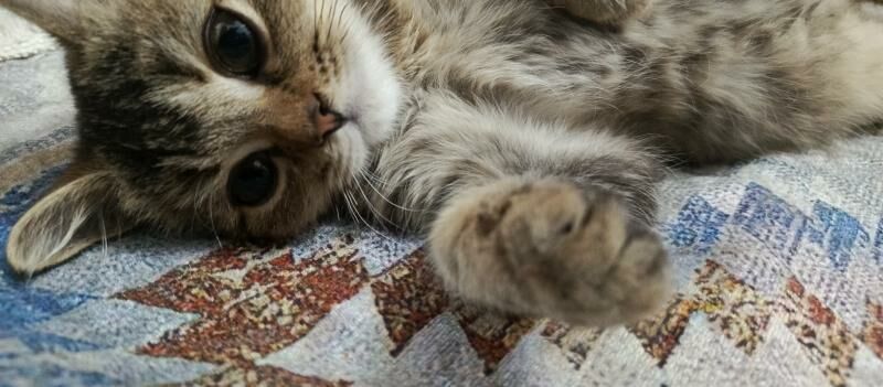 котенок - Ашхабад - img 3