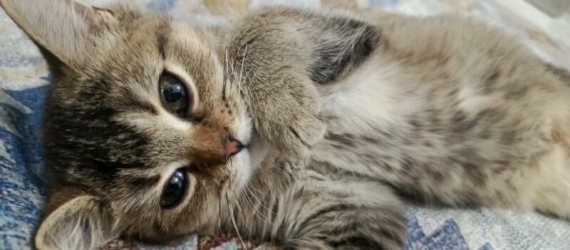 котенок - Ашхабад - img 8