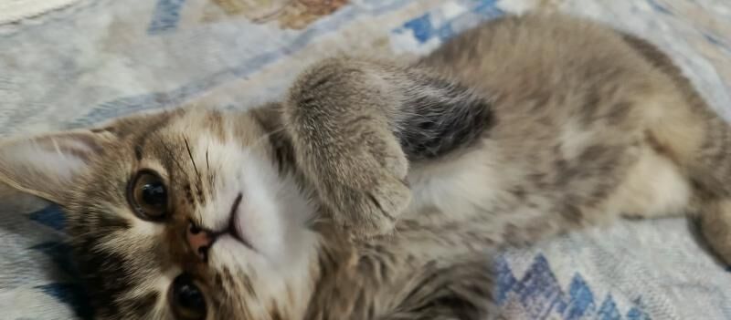 котенок - Ашхабад - img 9