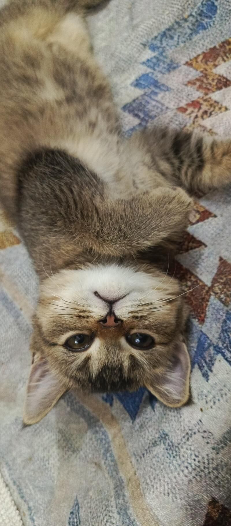 котенок - Ашхабад - img 4