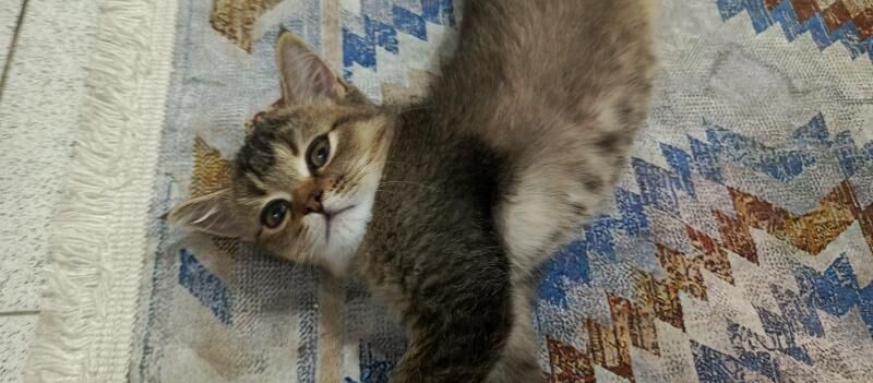 котенок - Ашхабад - img 2