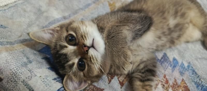 котенок - Ашхабад - img 5