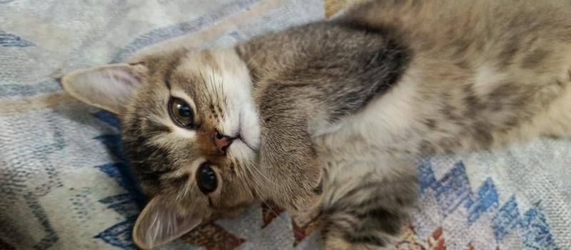 котенок - Ашхабад - img 6