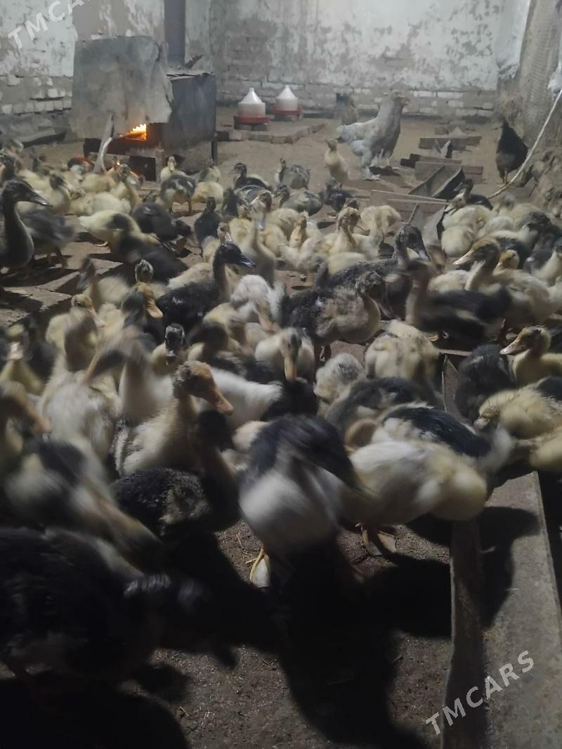 gak gak ordek 400 - Мары - img 2