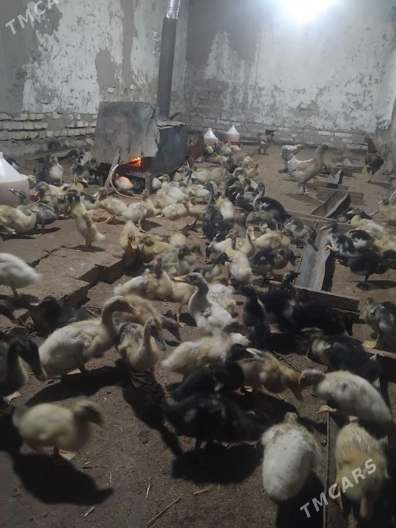 gak gak ordek 400 - Мары - img 6