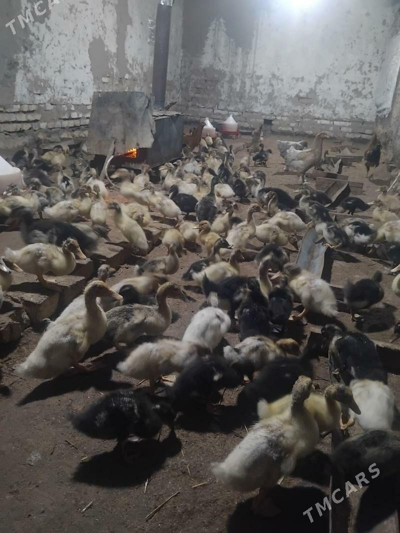 gak gak ordek 400 - Мары - img 5