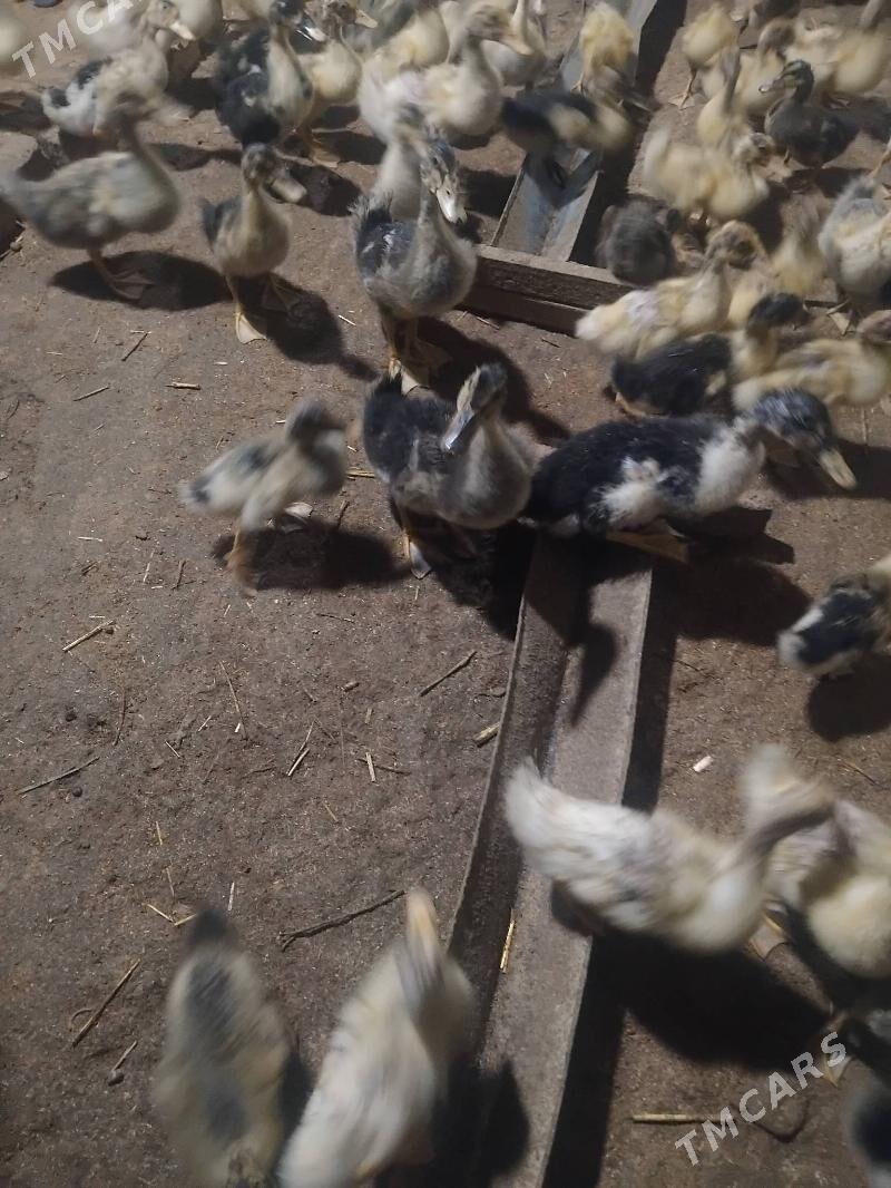 gak gak ordek 400 - Мары - img 4