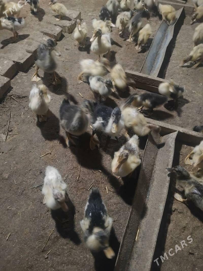 gak gak ordek 400 - Мары - img 3