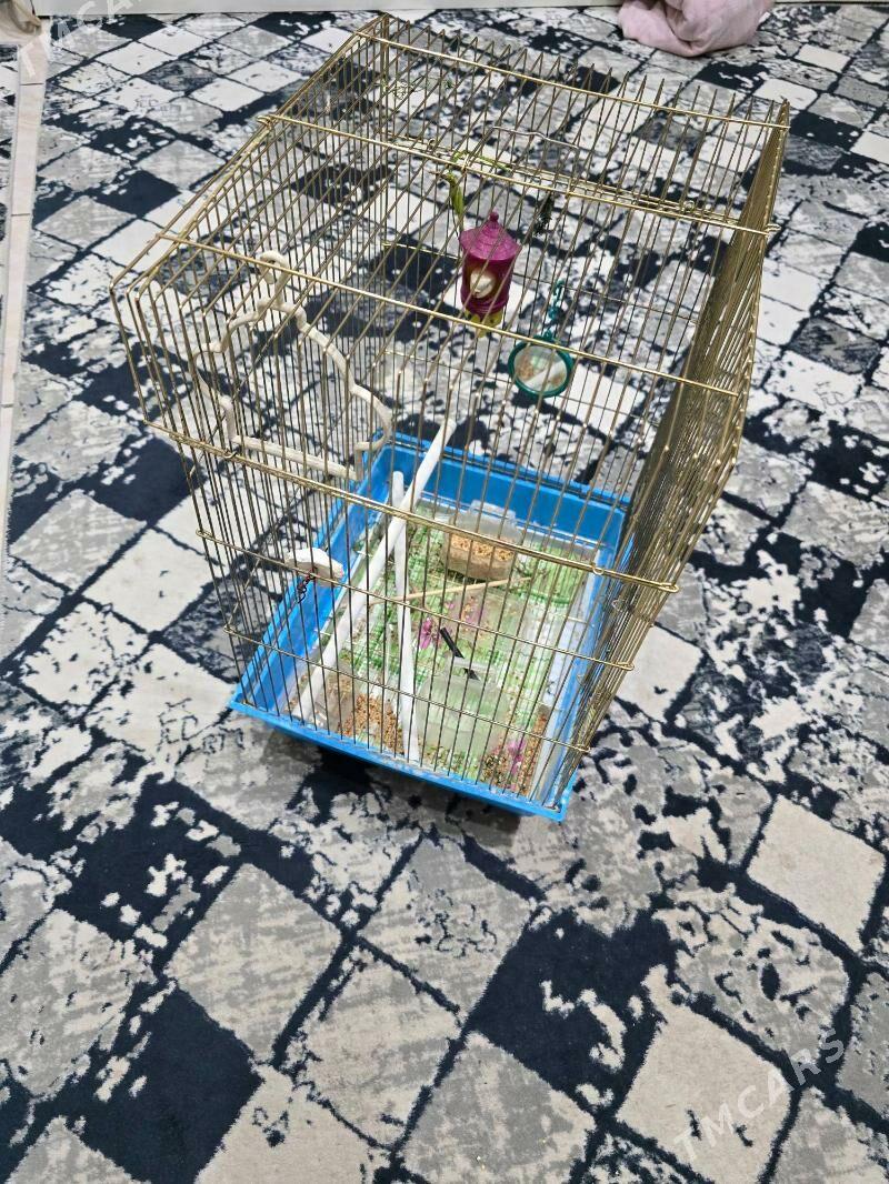 Papugay Kletka - Aşgabat - img 1