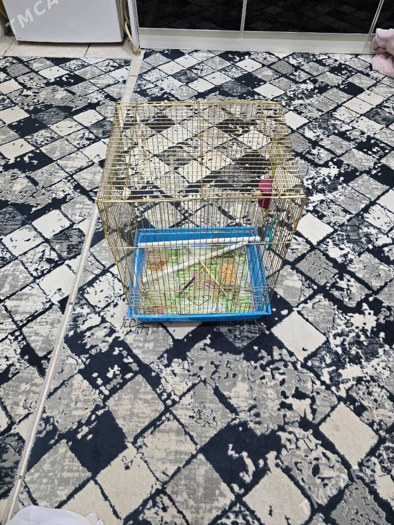 Papugay Kletka - Aşgabat - img 2