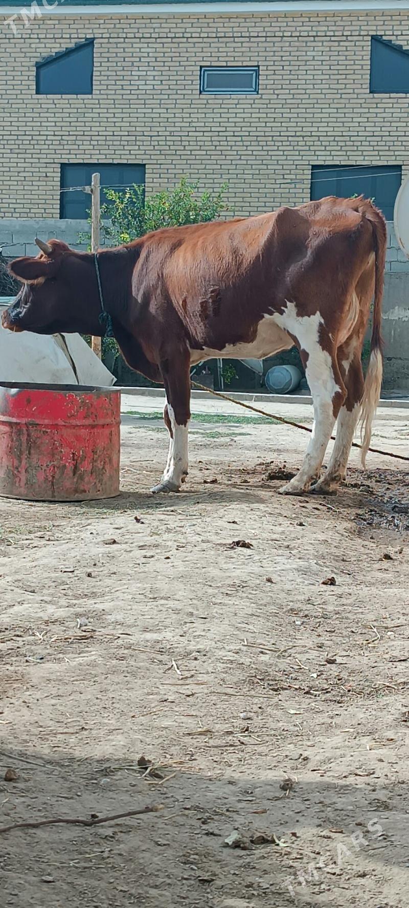 şwes sygyr - Büzmeýin - img 2