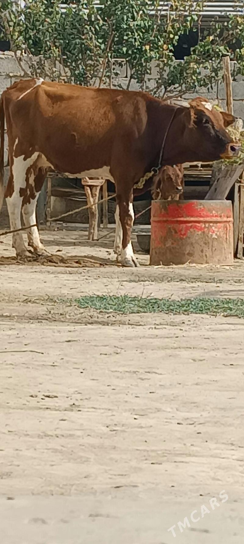 şwes sygyr - Büzmeýin - img 1